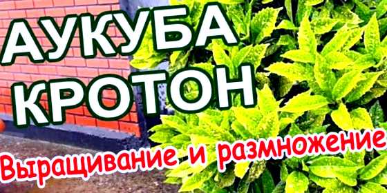 Аукуба выращивание и уход