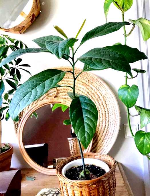 Авокадо в домашних условиях выращивание и уход