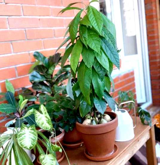 Авокадо в домашних условиях выращивание и уход