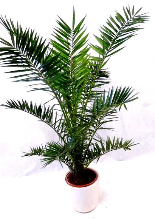 Финиковая пальма выращивание и уход
