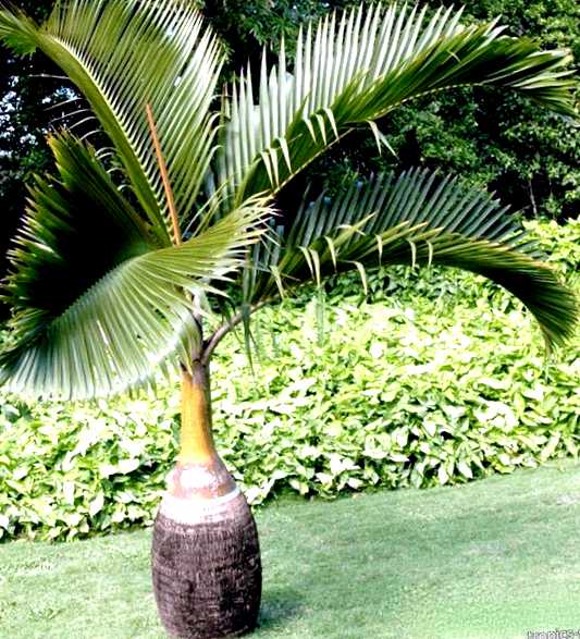 Гиофорба  бутылочная пальма выращивание и уход