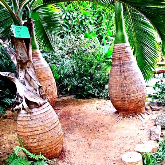 Гиофорба  бутылочная пальма выращивание и уход