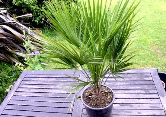 Хамеропс (Веерная пальма) выращивание и уход