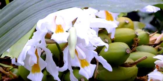 Орхидея целогина выращивание и уход