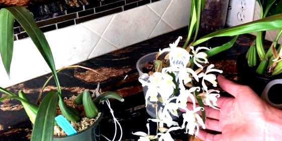 Орхидея целогина выращивание и уход