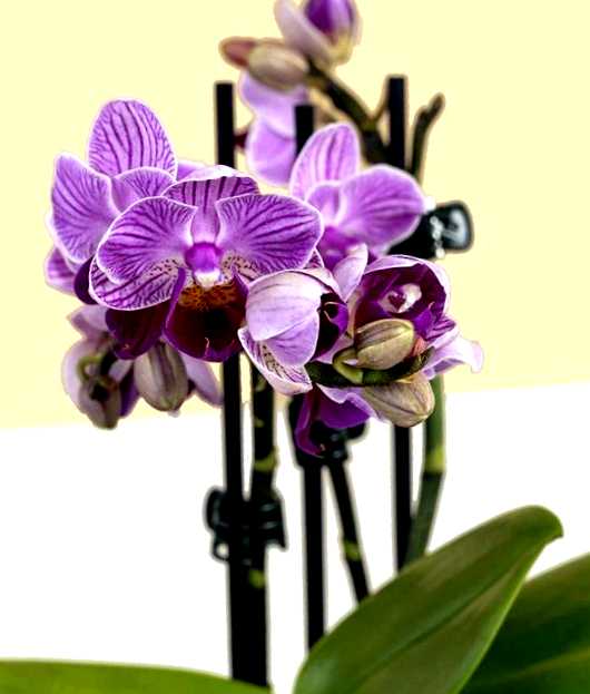 Орхидея Фаленопсис выращивание и уход
