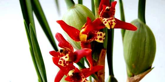 Орхидея максиллярия выращивание и уход