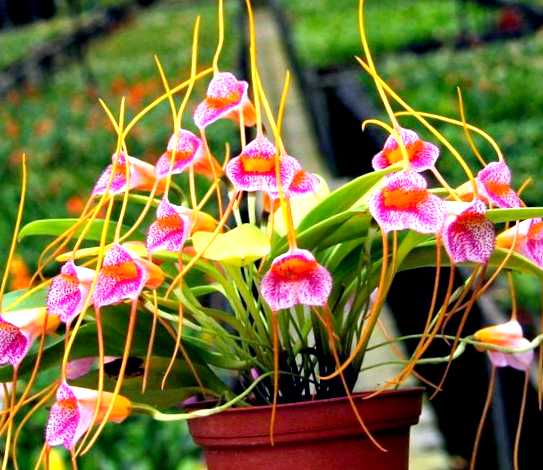 Орхидея масдеваллия выращивание и уход