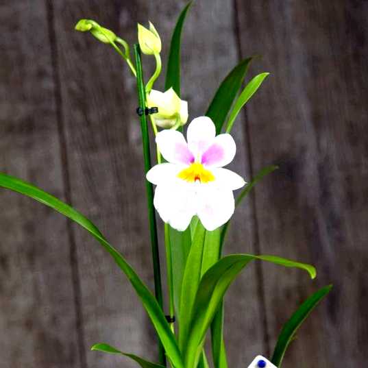 Орхидея мильтония выращивание и уход
