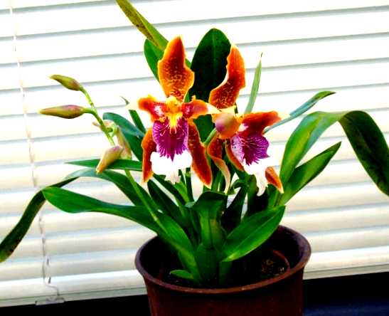 Орхидея одонтоглоссум выращивание и уход