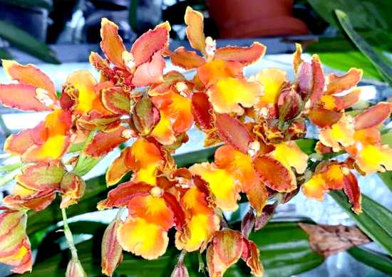 Орхидея онцидиум выращивание и уход