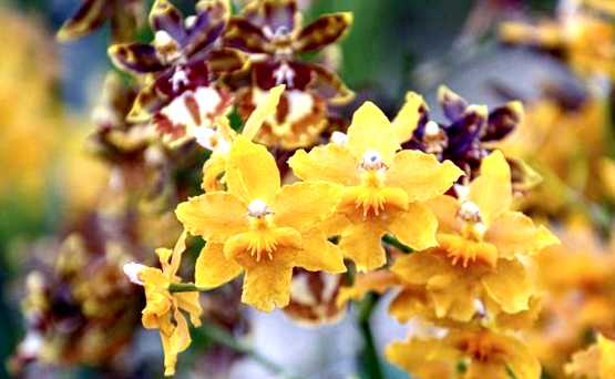 Орхидея онцидиум выращивание и уход