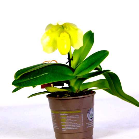 Орхидея пафиопедилум выращивание и уход