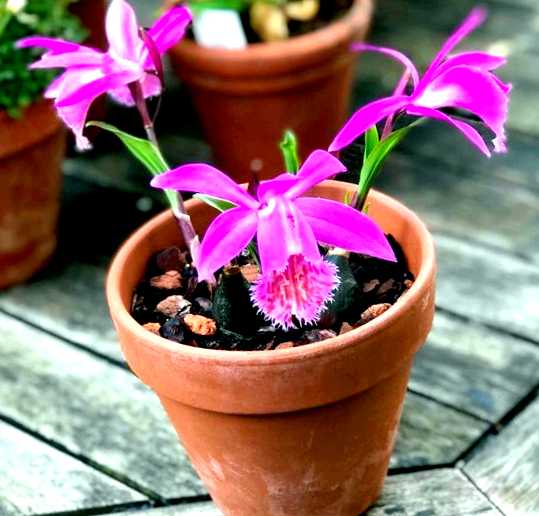 Орхидея плейоне выращивание и уход