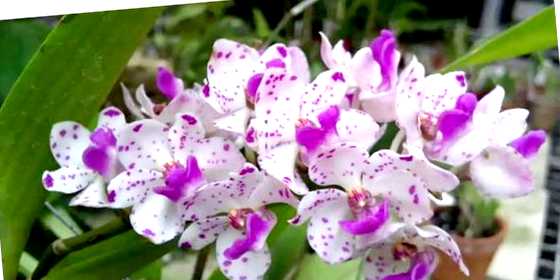 Орхидея ринхостилис выращивание и уход