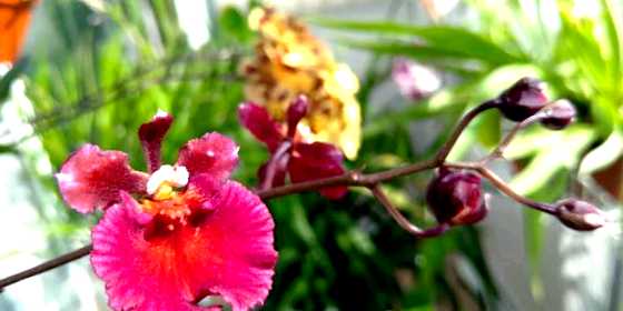 Орхидея толумния выращивание и уход