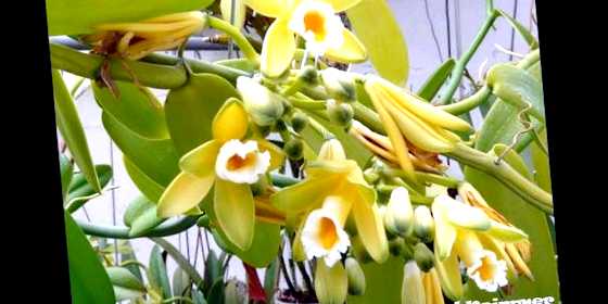 Орхидея ваниль (Ванильная орхидея) выращивание и уход