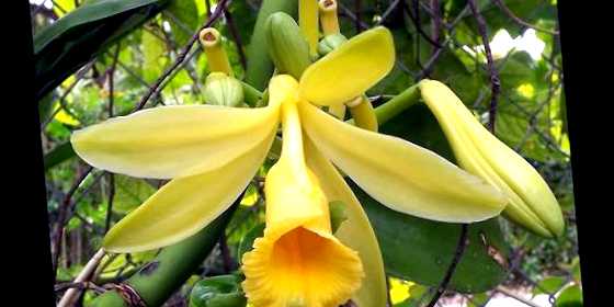 Орхидея ваниль (Ванильная орхидея) выращивание и уход