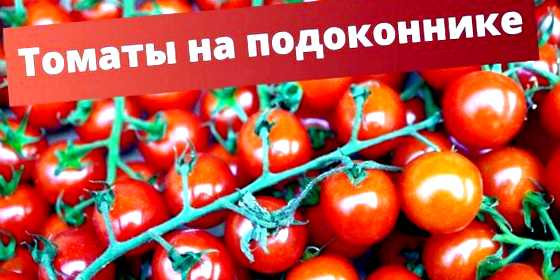 Помидоры черри на подоконнике выращивание и уход