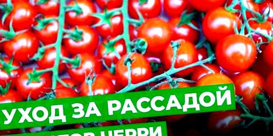 Помидоры черри на подоконнике выращивание и уход